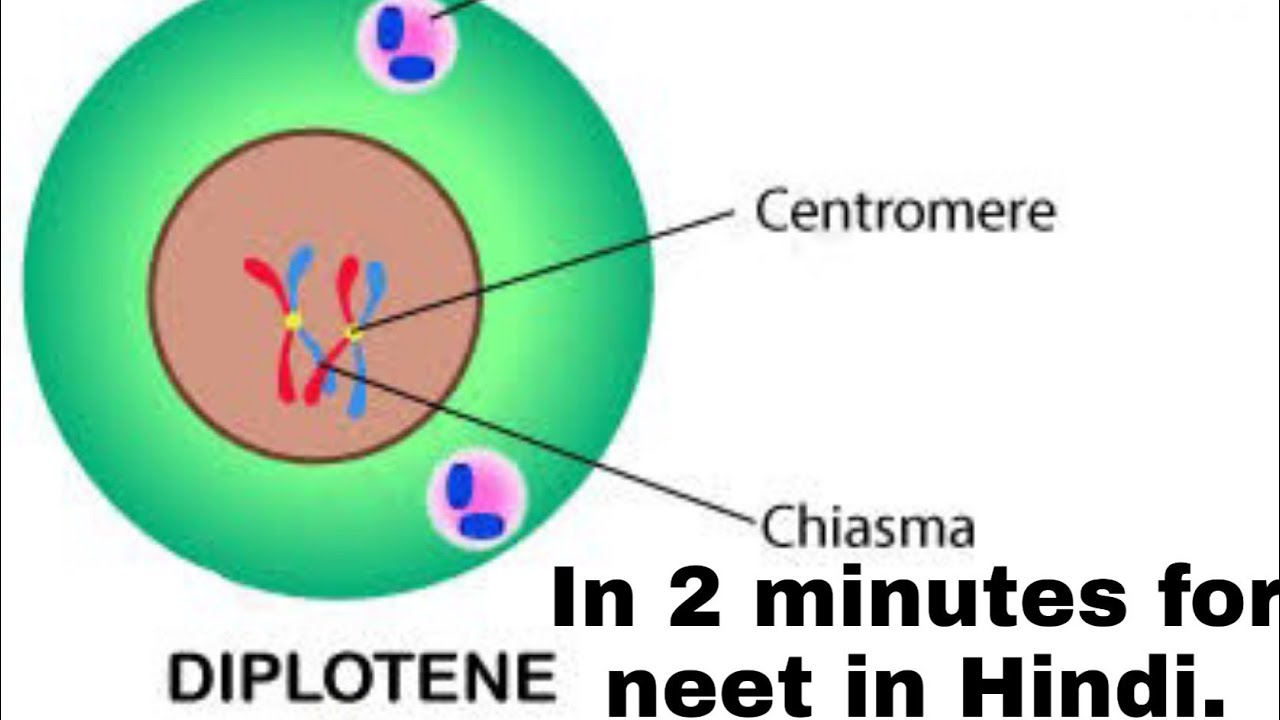 Diplotene in prophase I of meiosis in 2 minutes for neet. - YouTube