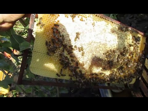 пчеловодство на ячейке 4,9 мм - часть 26, отводок пчел в конце сентября