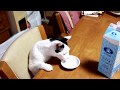 テーブルの上の岩泉牛乳 200107