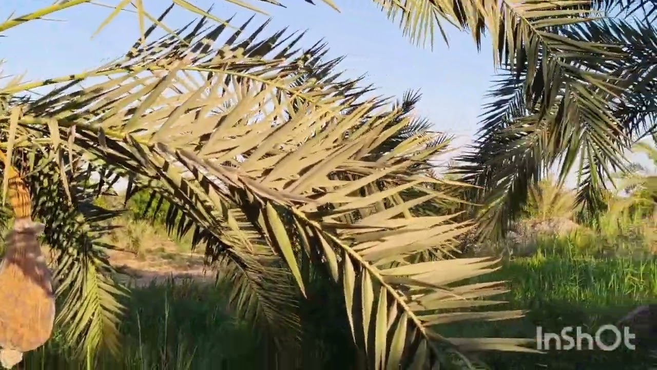 الواحات البحريه قريه الحاره ارض ملك نهائي