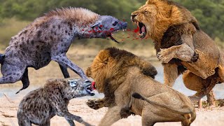 The Lion Was Bitten Off By Hyena During A Fierce Confrontation Revenge For Comrades - Lion Vs Hyena