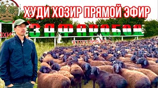 TAJIKISTAN  ZAFARABAD 🇹🇯 МОЛБОЗОР МИРЗО в прямом эфире!