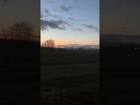 Geese’s sunset concert.