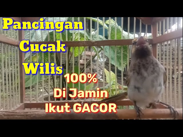 Pancingan Gacor Cucak Wilis/Rengganis Untuk Cucak Wilis Malas Bunyi class=