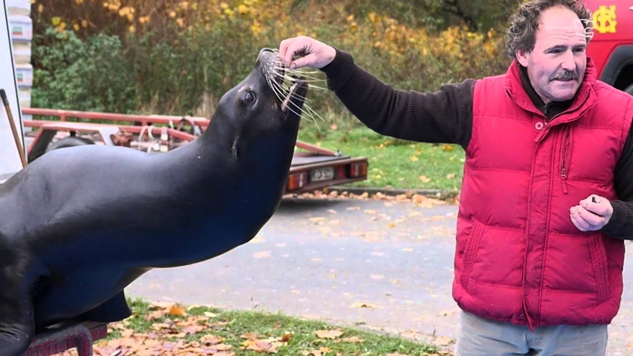 Tiertrainer Roland  Duss mit Seelöwe Charlie