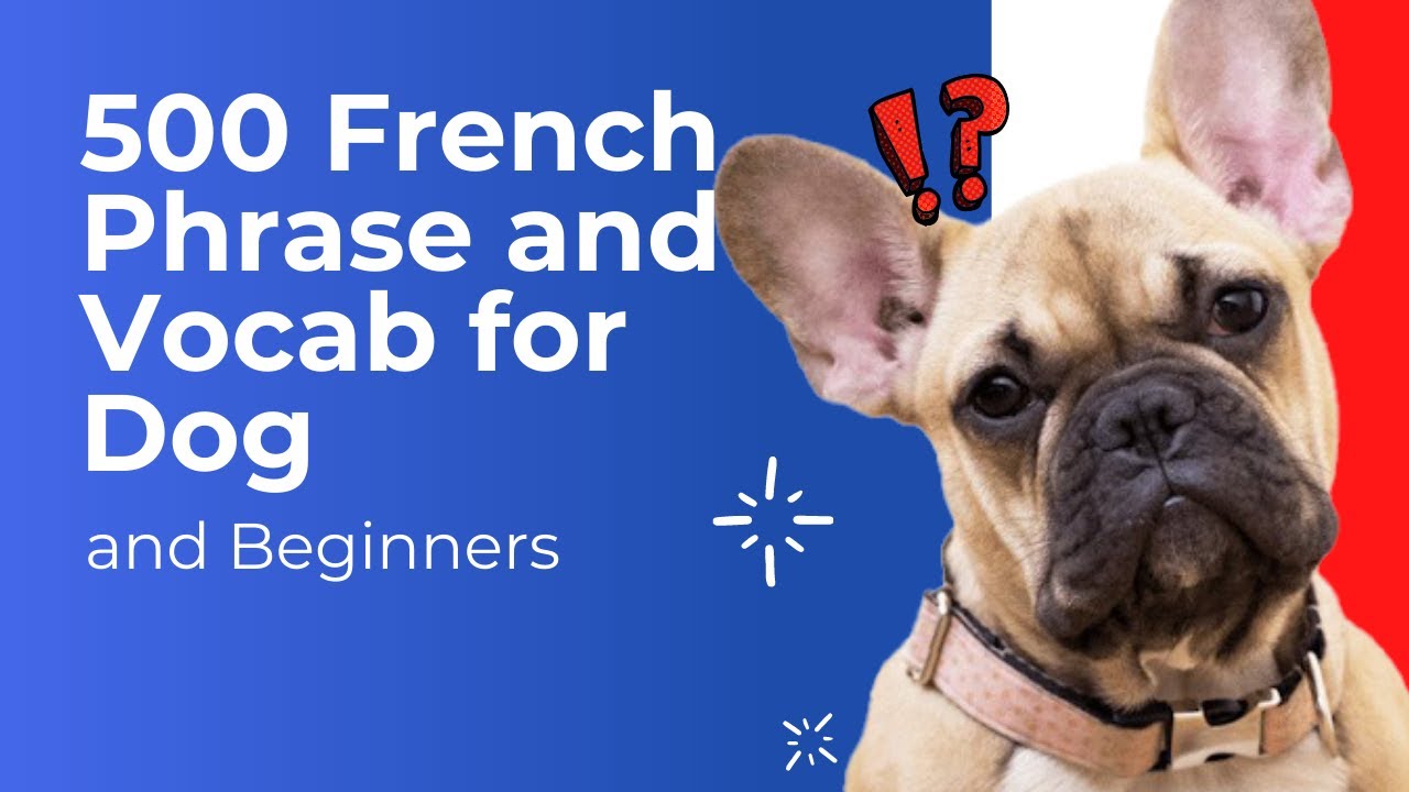 essay on dog in french