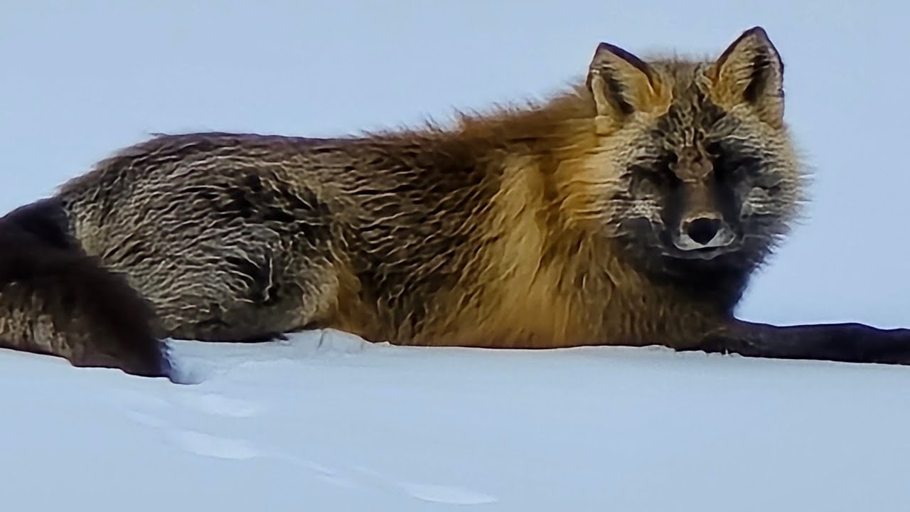 【北海道 ドライブ配信】マイナス13℃の北見から