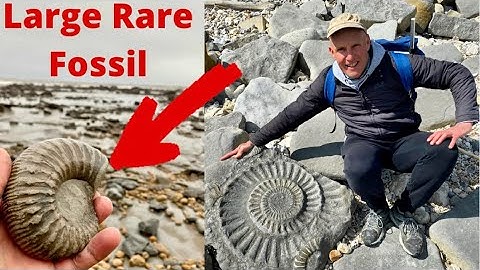 Fossil Hunting For Awesome Ammonites At Charmouth