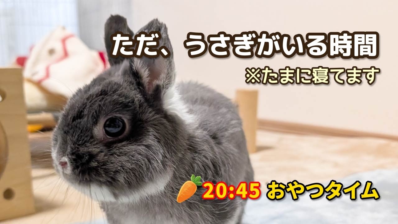 10点オーダー品⭐︎うさぎの野望さま専用です BGM推奨】ひたすら癒される、うさぎの定点観察リアルタイム - YouTube