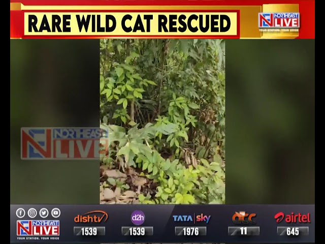 Assam: Rare and wild species of cat rescued in Cachar district