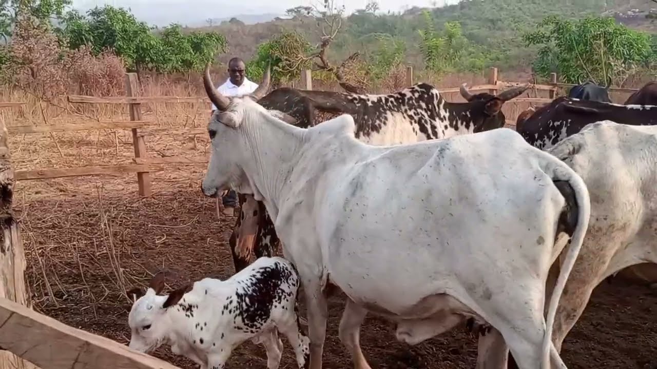 Comment créer une ferme de 100 vaches ?