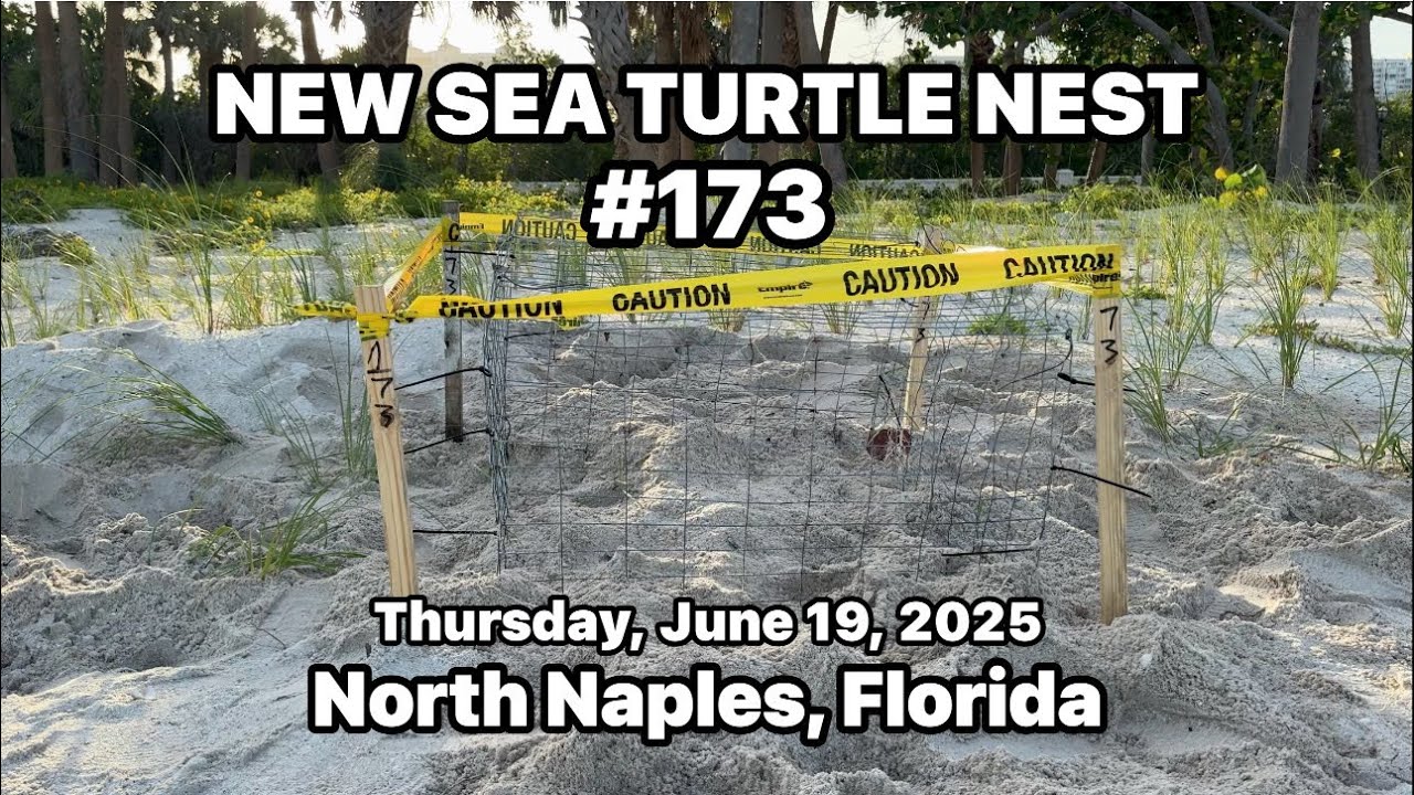 Guardians of the Shore: Sea Turtle Nesting in Southwest Florida - YouTube