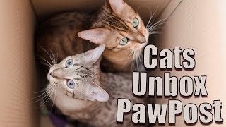 UNBOXING PAWPOST OCTOBER 2017 WITH MY CATS | Book Roast