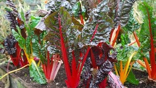 How to Grow Swiss Chard