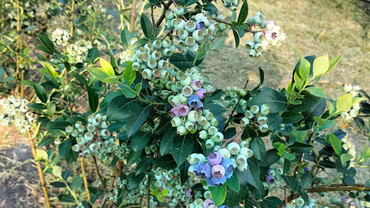 Лохина 2025: дозріли Дюк, Спартан і река