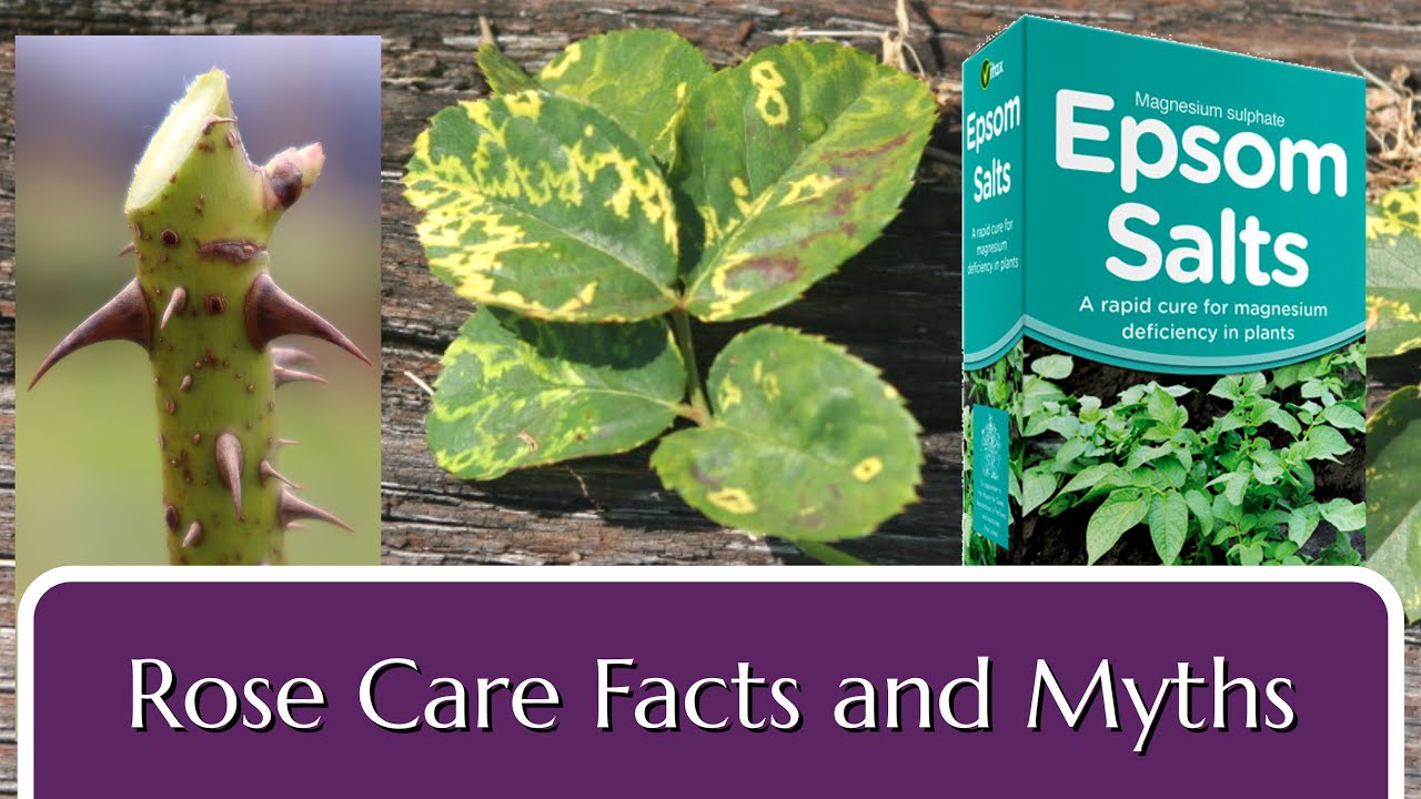 Rose Care Facts and Myths listenable YouTube