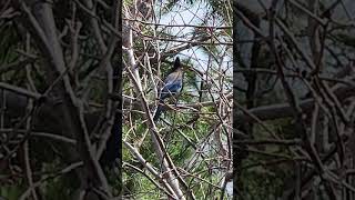 Stellar's Jay at Donner Lake. #birdsong #lake #nature
