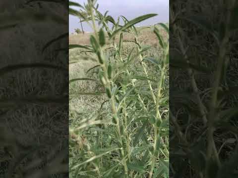 السمسم الجلجلان على جنبات الطرق في جازان 