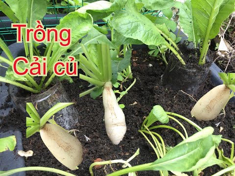 Video: Công dụng của củ cải đen - Mẹo hữu ích khi trồng củ cải đen