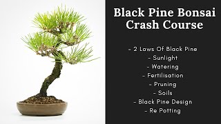 Unlock the Secrets to Thriving Japanese Black Pine Bonsai Trees