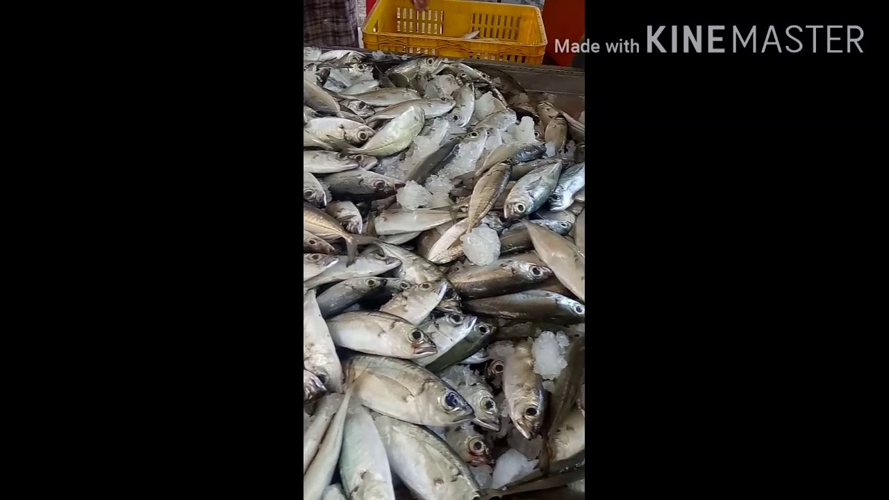 Panen ikan kembung dan salem rutinitas setiap hari 