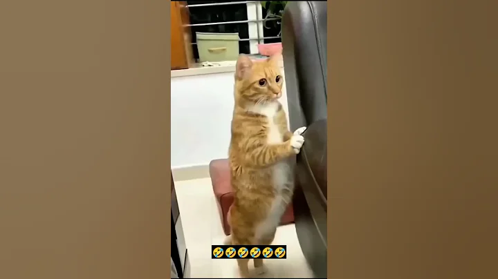 Video 11526861: kitten kitty catlover funnycats, cats catlover kitten kitties, kitty catlover cats funny, cat dog kitty kitten