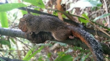 Tiếng sóc đỏ đôi kêu gọi đàn đi ăn mới và chuẩn nhất 2023