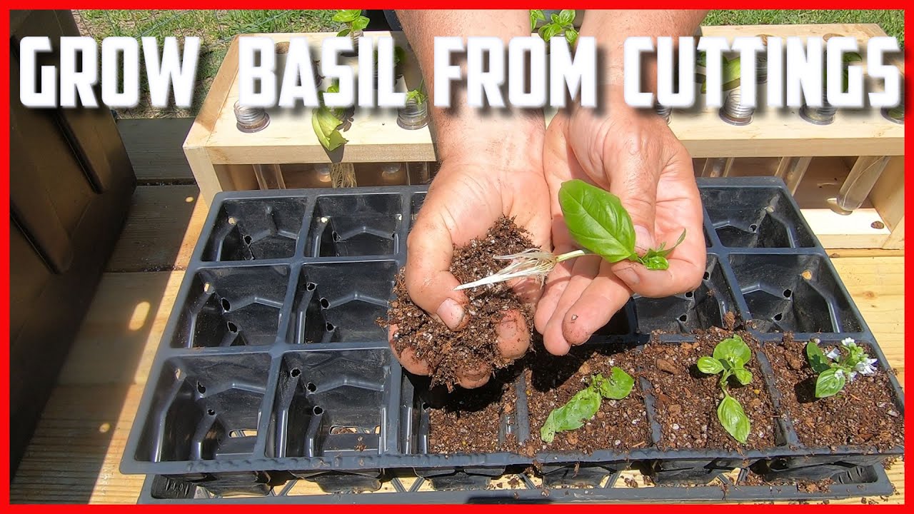 Grow Basil from Cuttings - YouTube