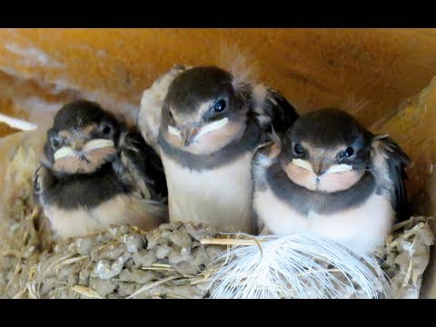 320. Vlaštovka obecná, Hirundo rustica, Barn Swallow, Rauchschwalbe