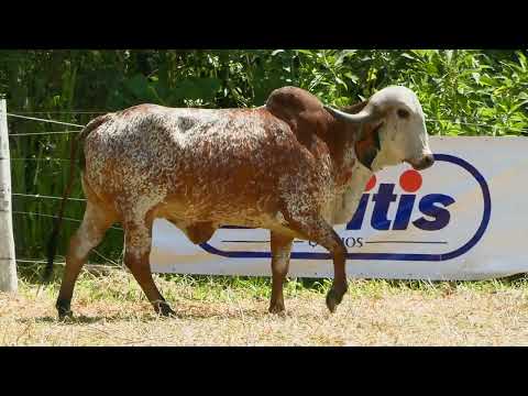 LOTE 45   FAZENDA CACHOEIRA   CJMA 16