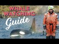 Whale Watching Guide: What You Need To Know