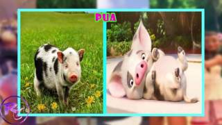 Moana Characters In Real Life @lordangelo2525