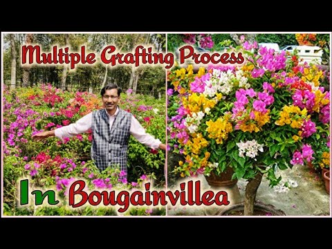 How to make multicolour Bougainvillea on a tree . Multi- Coloured Bougainvillea