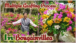 How to make multicolour Bougainvillea on a tree . Multi- Coloured Bougainvillea