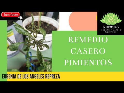 Video: Uso de pimientos picantes para el control de plagas - Cómo repeler plagas con pimientos picantes