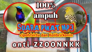 Suara pikat MP3 cipoh/sirtu dan Kolibri/konin anti ZZOONNKK 100% ampuh,
