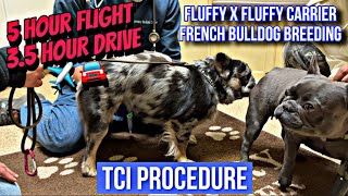 Breeding French Bulldog. TCI Procedure. #breeding #frenchbulldog #frenchie #subscribe