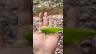 The growth process of stick insects and leaf grasshoppers