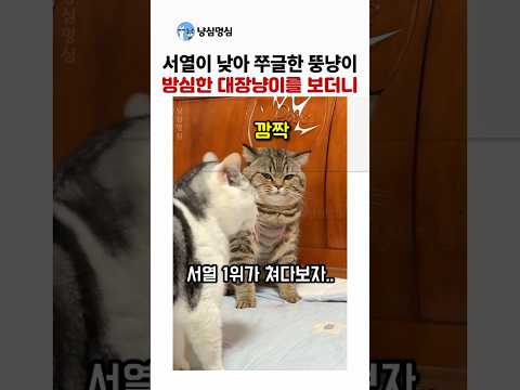 서열 낮은 뚱냥이가 방심한 대장냥이를 보더니.. 반응이 개웃김 thumbnail