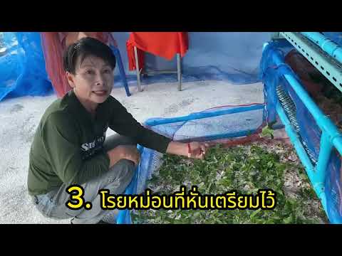 การคัดแยกไหมนอนวัย 3
