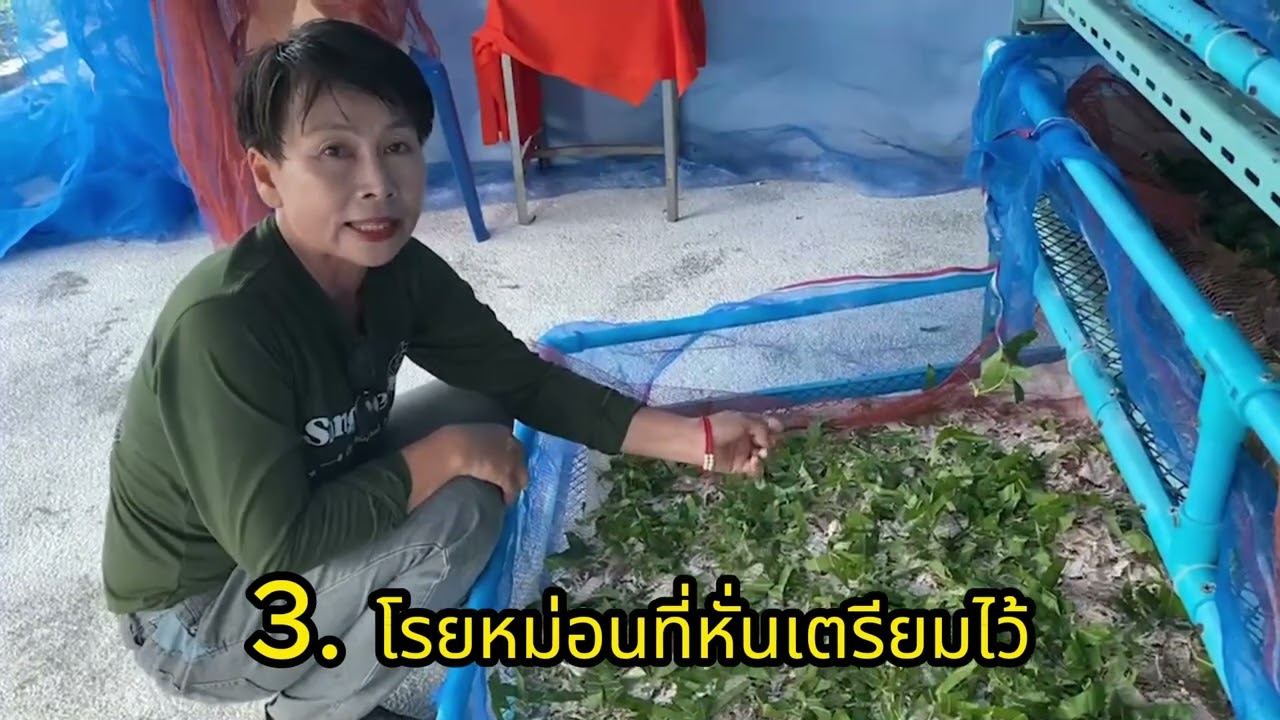 การคัดแยกไหมนอนวัย 3