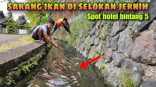Treasure Found! This Clear Drain Behind a Star Hotel Is Inhabited by Hundreds of Fish, Instant Ha...