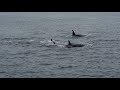 Transient Orcas in the Salish Sea