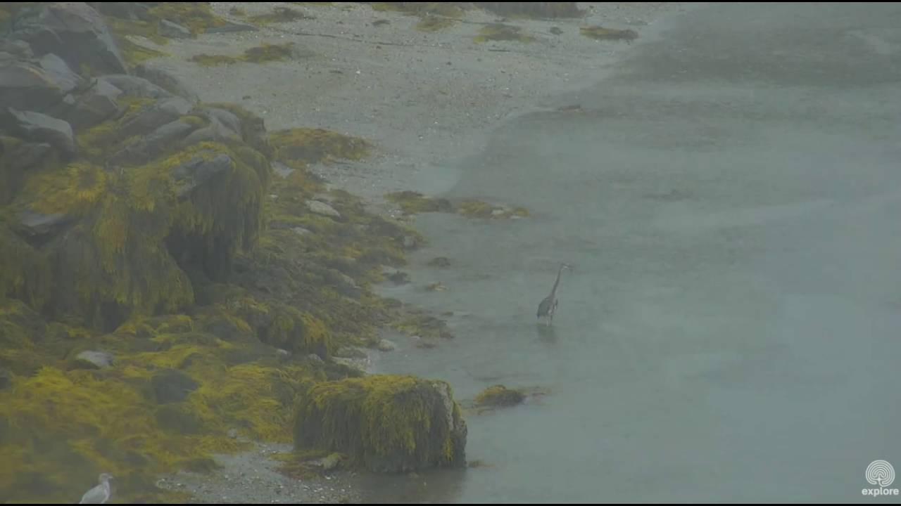 Heron on Boathouse cam. Hog Island Ospreys. 07.50 / 22 August 2016 ...