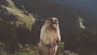 Screaming Marmot Remix