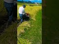 बाइंडर से चावल की कटाईバインダーで稲刈り #kubota #RJN55
