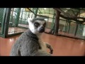 [jpn-VF] ワオキツネザルと遊ぶ I play with a ring-tailed lemur