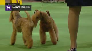 Lakeland Terriers | Breed Judging 2019