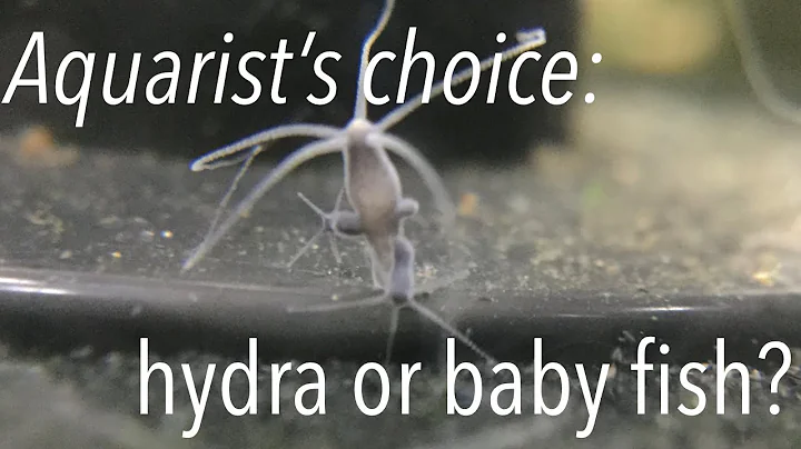 Getting rid of hydra: the most intriguing aquarium pest