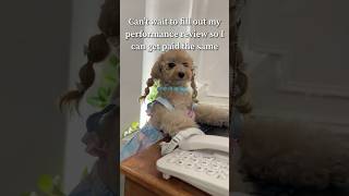 Answering my performance review questions #noodlesthepooch #officehumor #officedog #funnydog